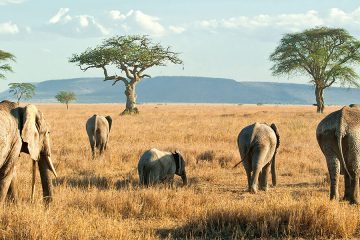 3 days camping safari to Tarangire Ngorongoro Crater & Lake Manyara Tanzania