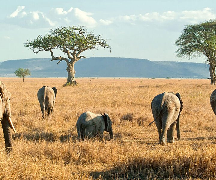 3 days camping safari to Tarangire Ngorongoro Crater & Lake Manyara Tanzania