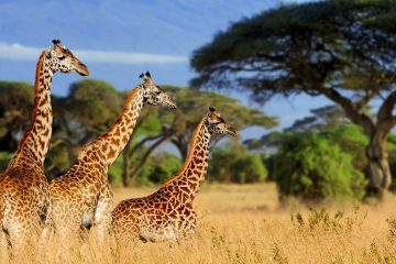 5 Days 4 Nights Ngorongoro Highlands Trekking