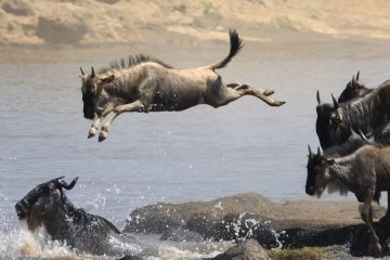 6 Days 5 Nights Lodge Safari the Big Migration