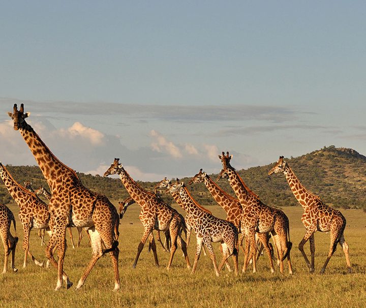 manyara NP day trip ways african safaris